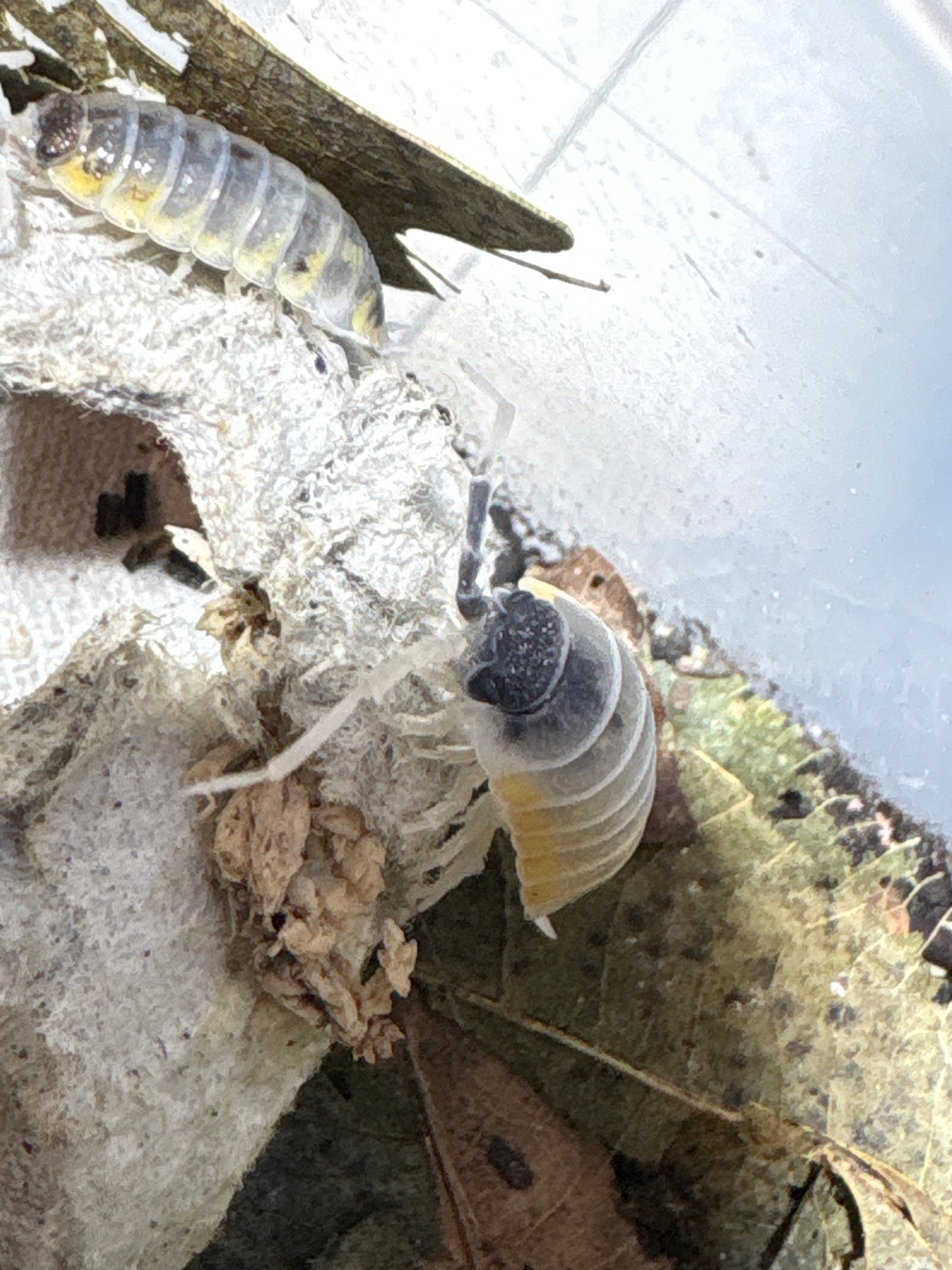 Porcellio ornatus "Witch's Brew"