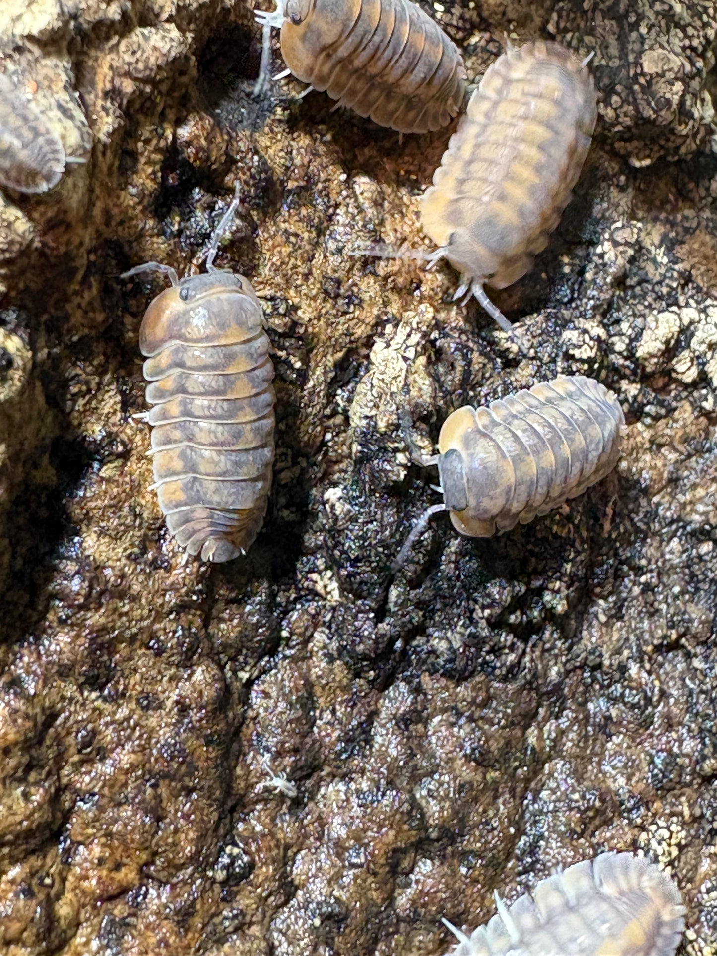 Cubaris sp. Dark Phipun “Orange Tigers”