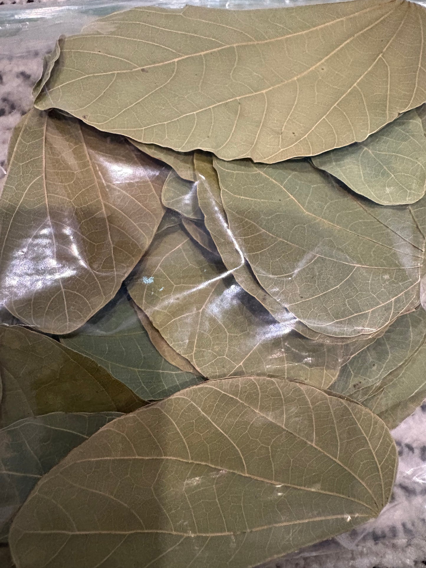 Asian Orchid Leaves