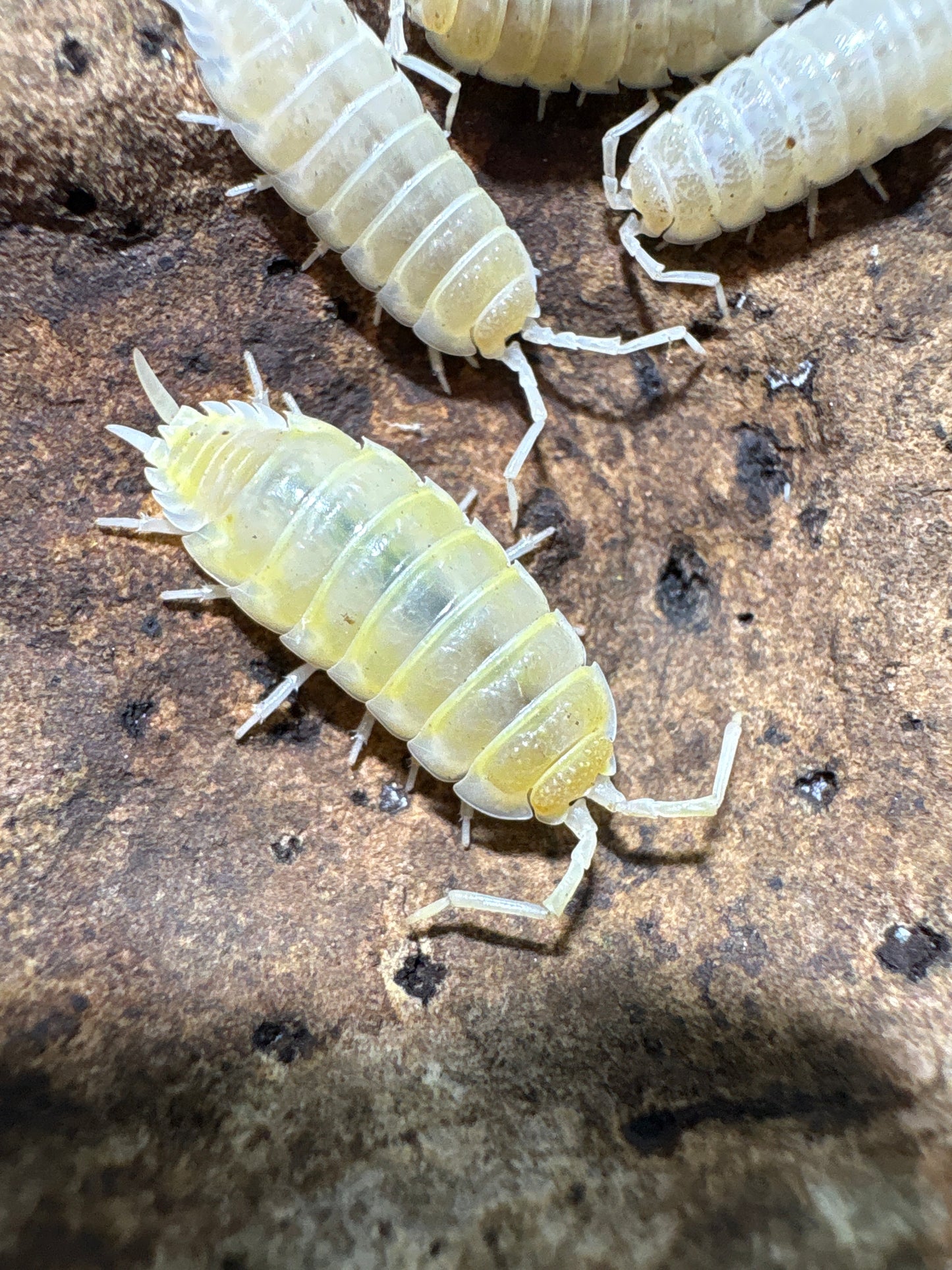 Porcellio Ornatus “Lemon Sorbet”