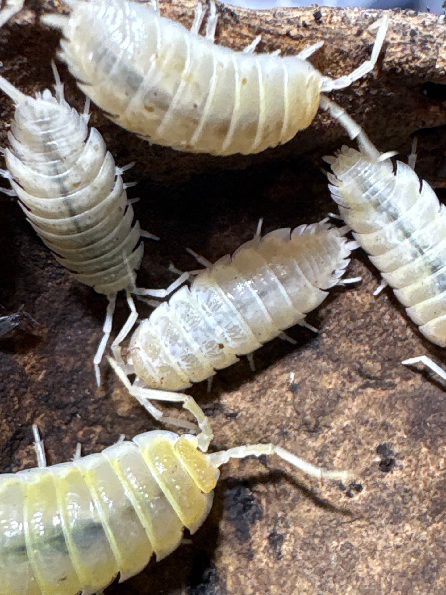 Porcellio Ornatus “Lemon Sorbet”