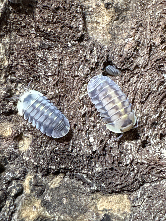 Cubaris sp. Green Laser