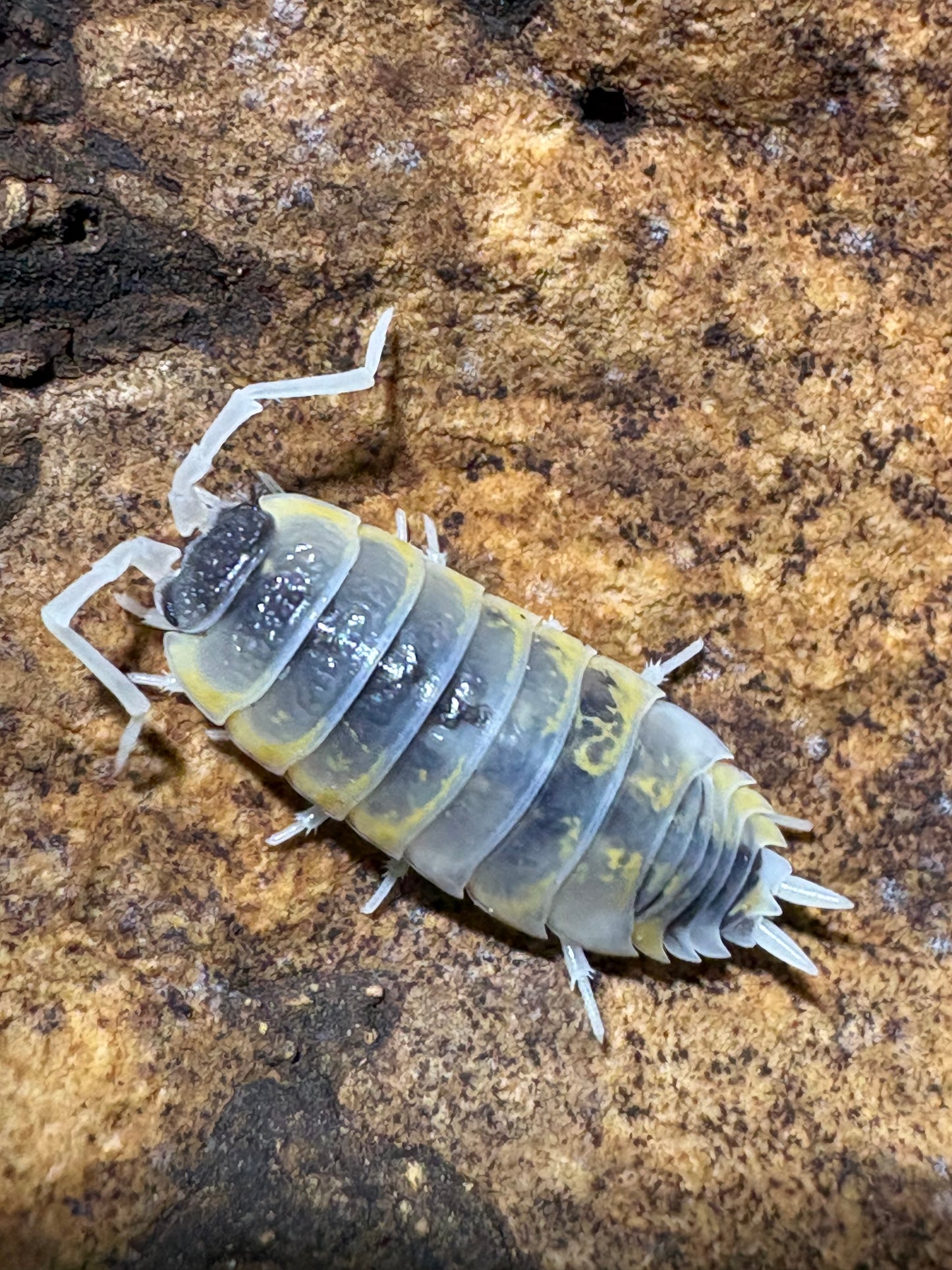 Porcellio ornatus "Witch's Brew"