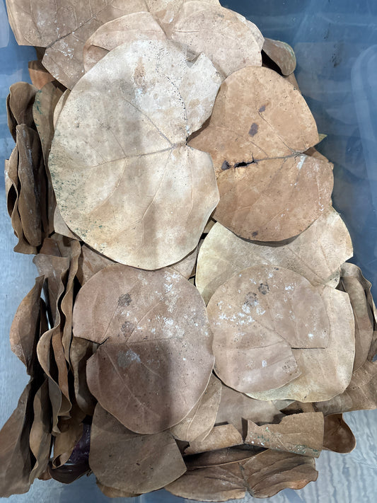 Dried Sea Grape Leaves