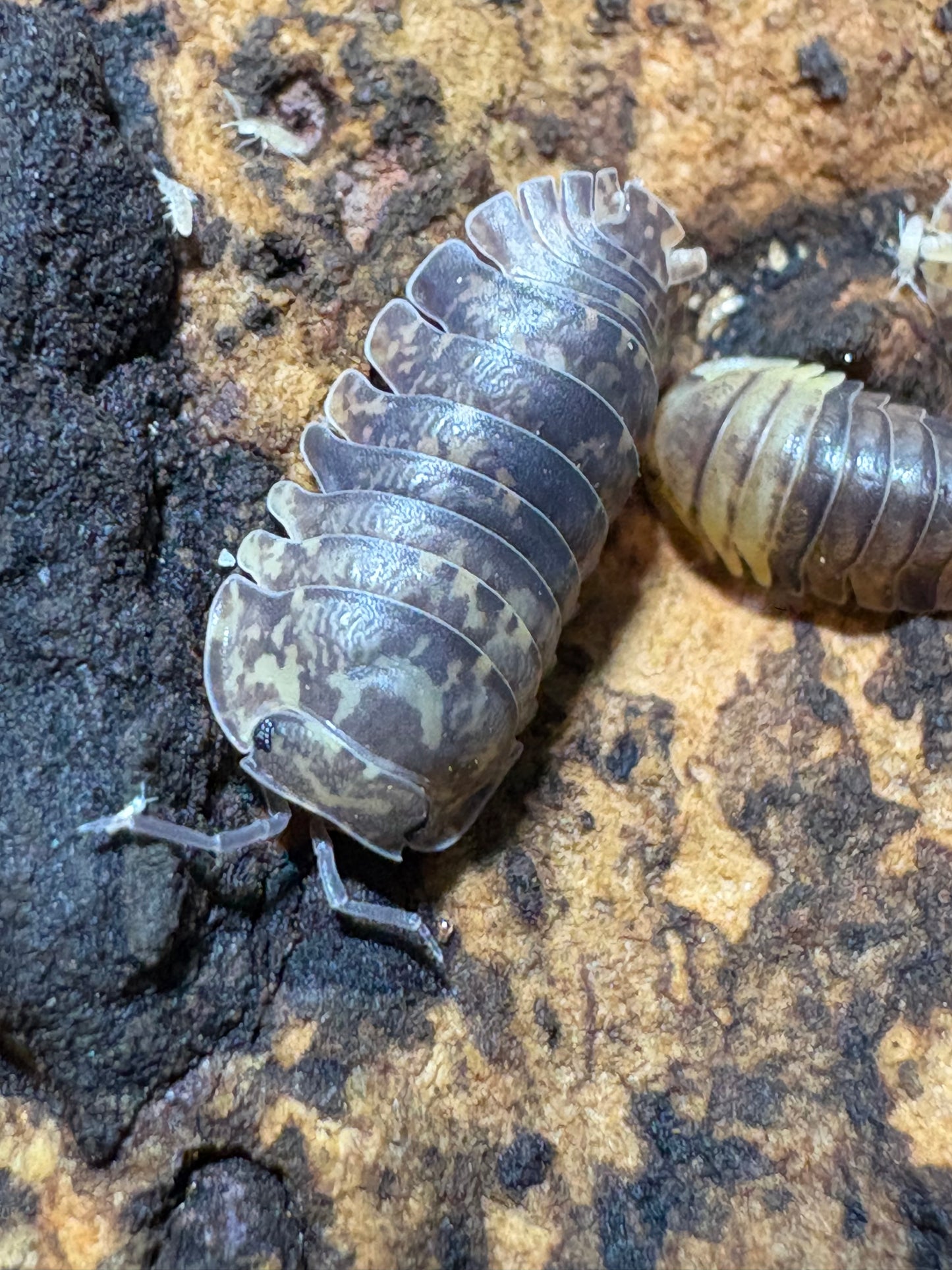 Filipinodillo sp. Cordova