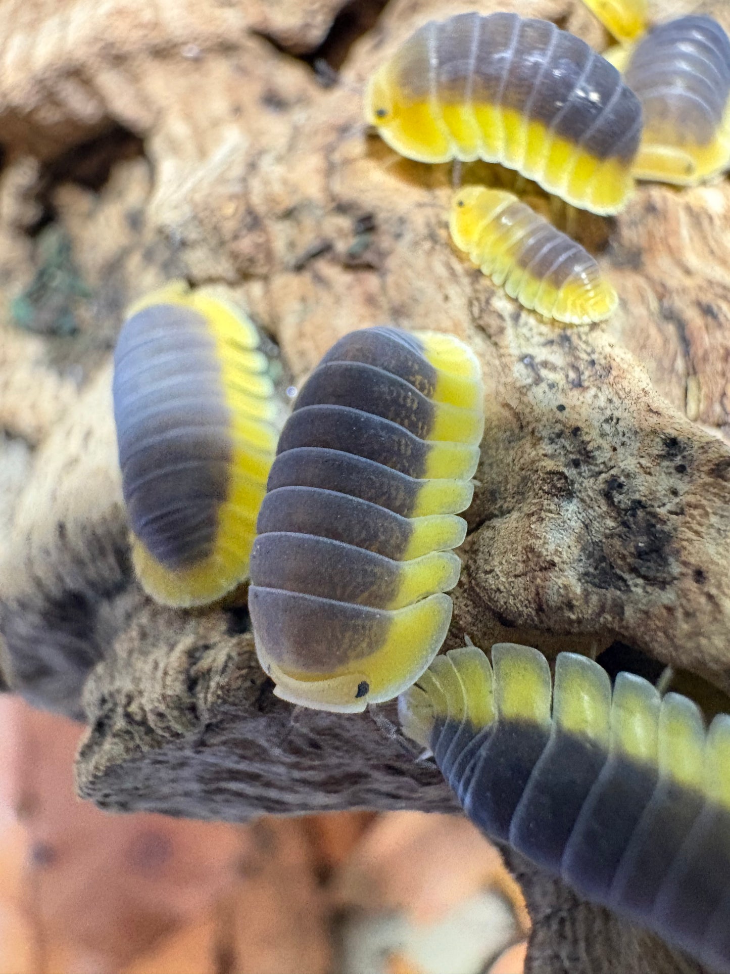 Cubaris sp. Lemon blues