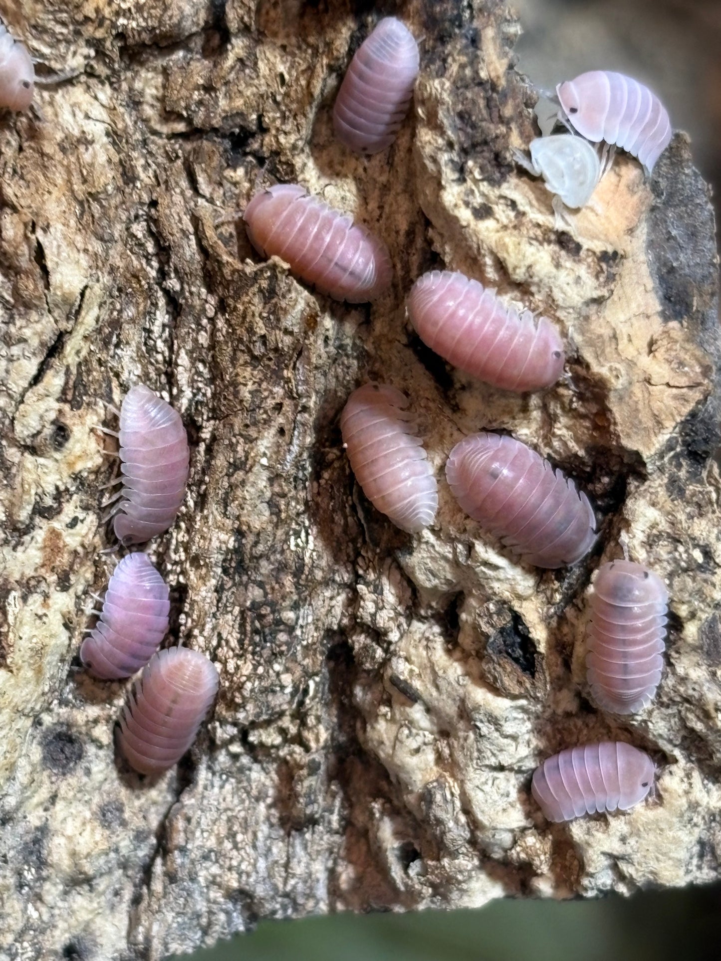 Cubaris sp. Cherry Blossom isopods