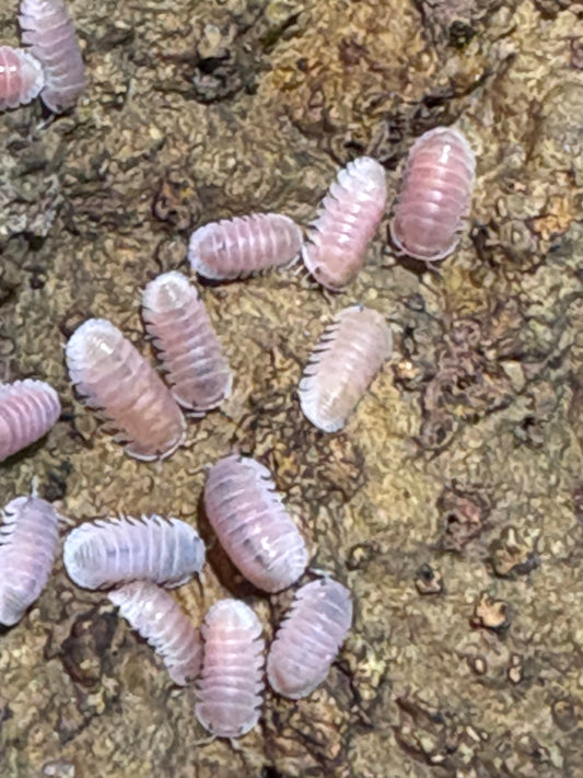 Cubaris sp. Cherry Blossom isopods