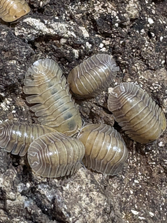 Cubaris sp. Porcelain isopods
