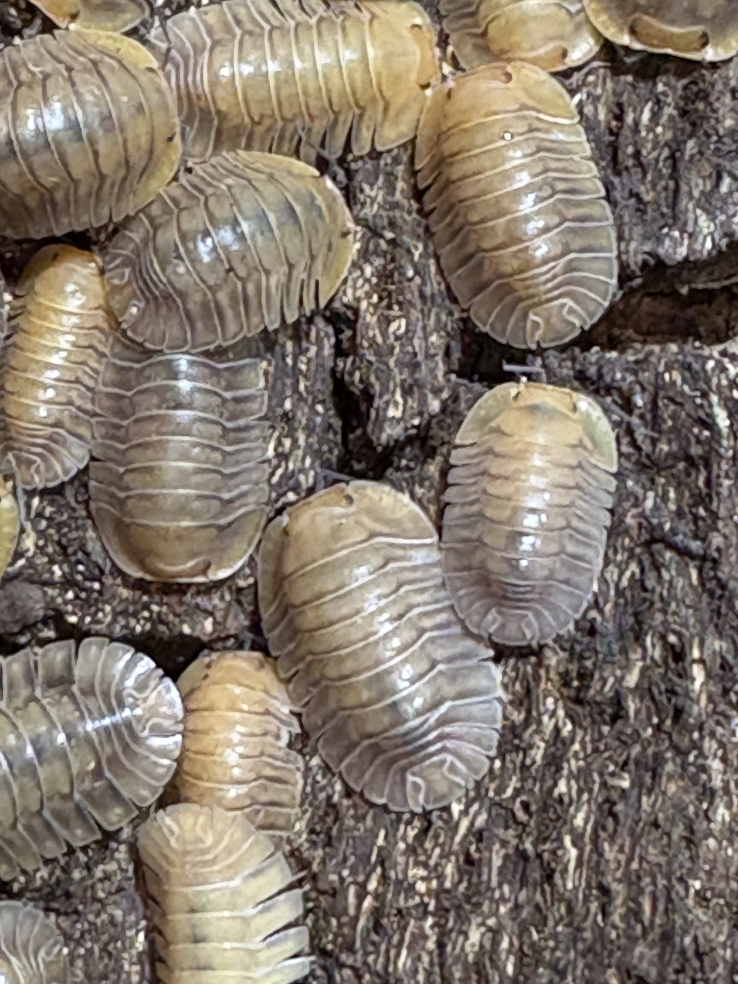 Cubaris sp. Porcelain isopods