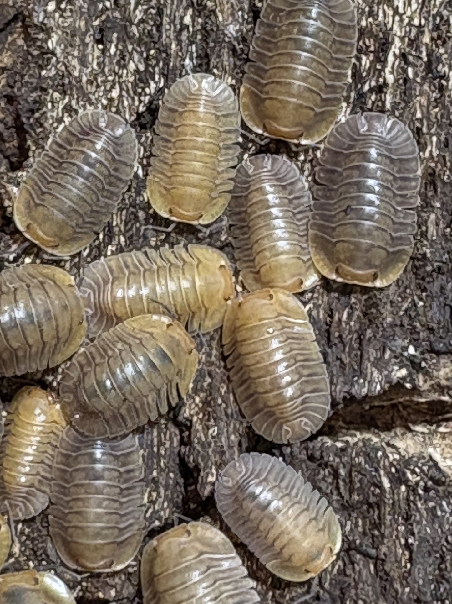 Cubaris sp. Porcelain isopods