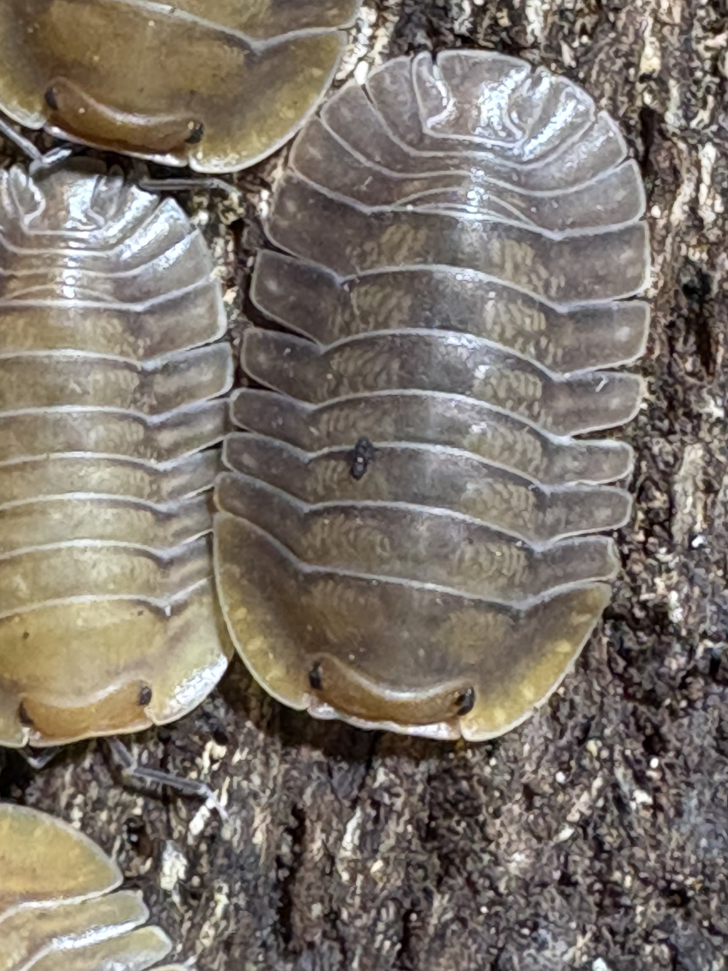 Cubaris sp. Porcelain isopods