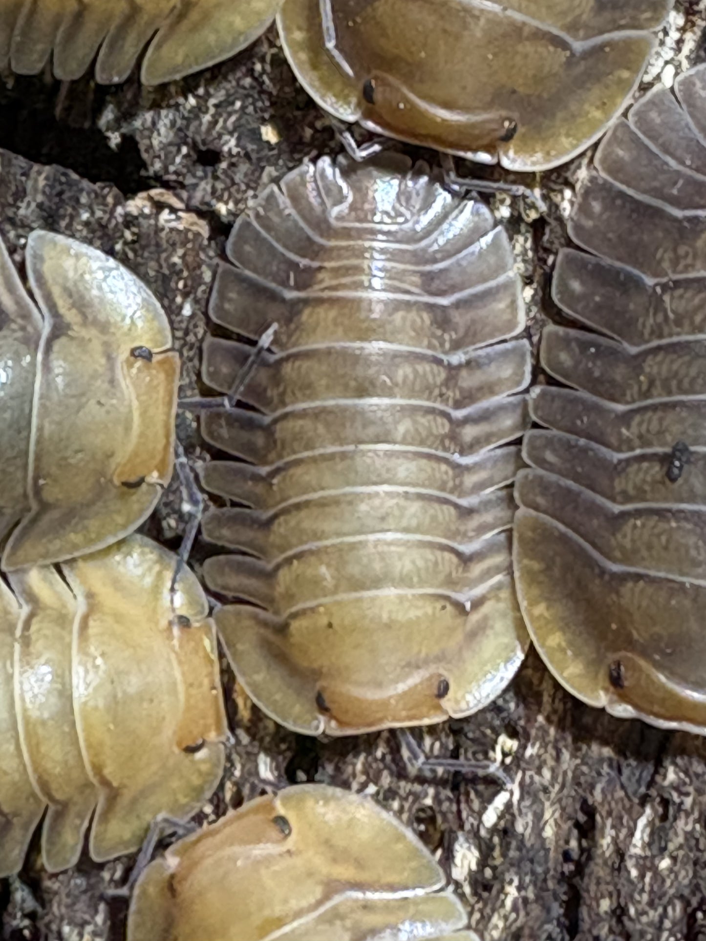 Cubaris sp. Porcelain isopods