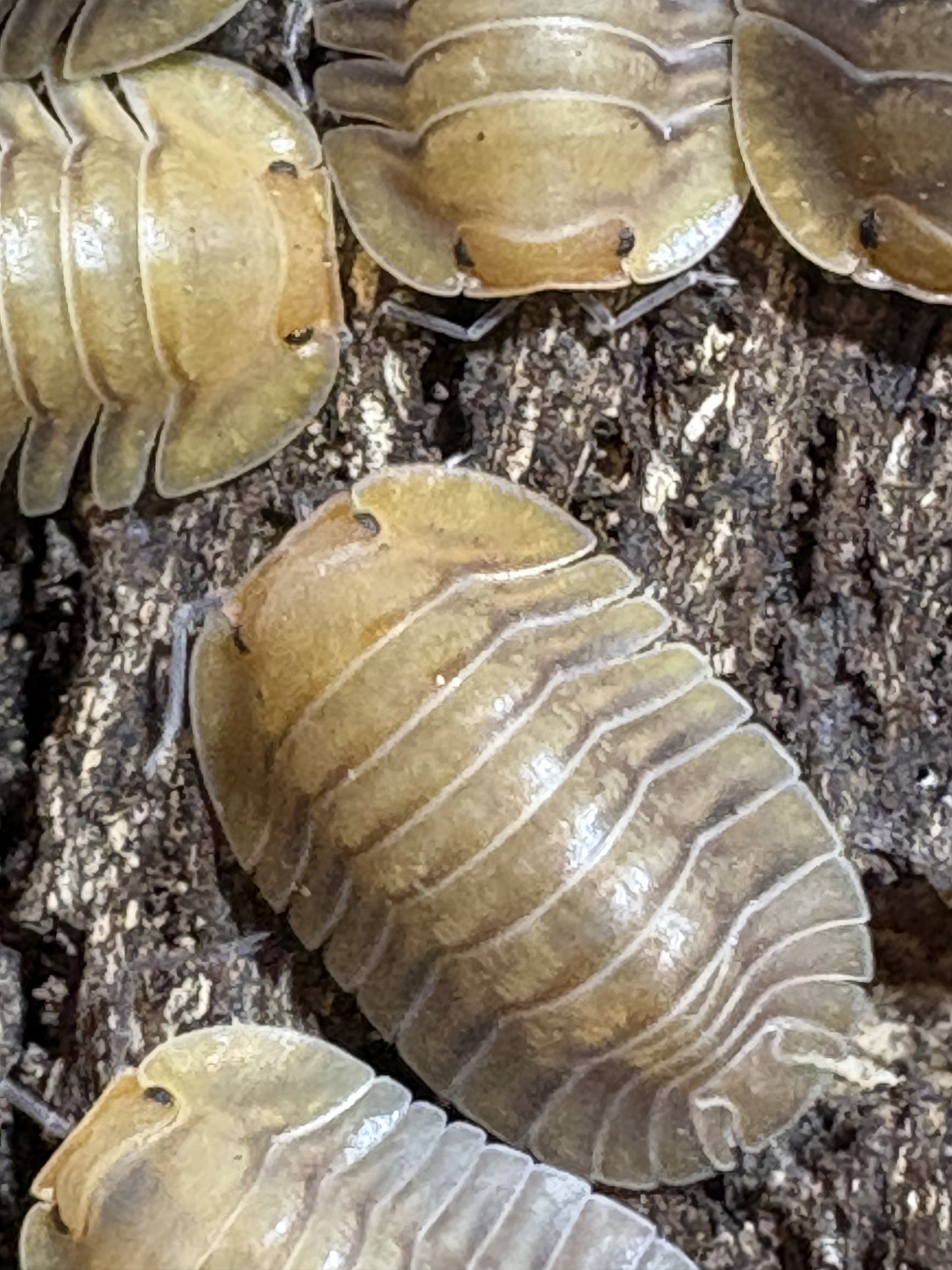 Cubaris sp. Porcelain isopods