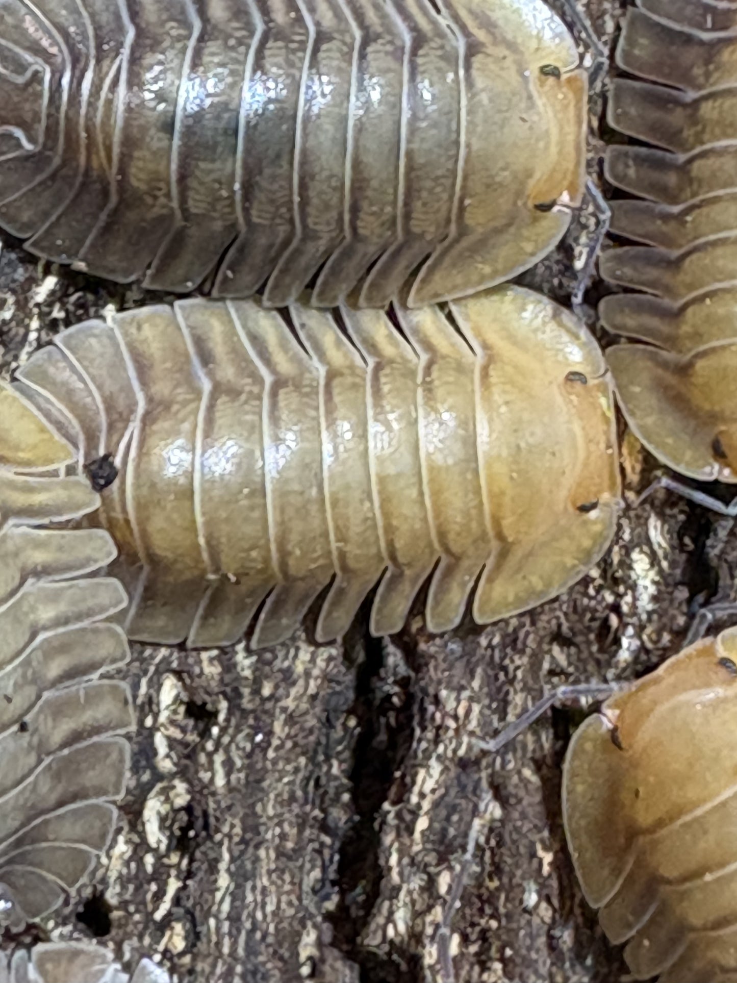 Cubaris sp. Porcelain isopods