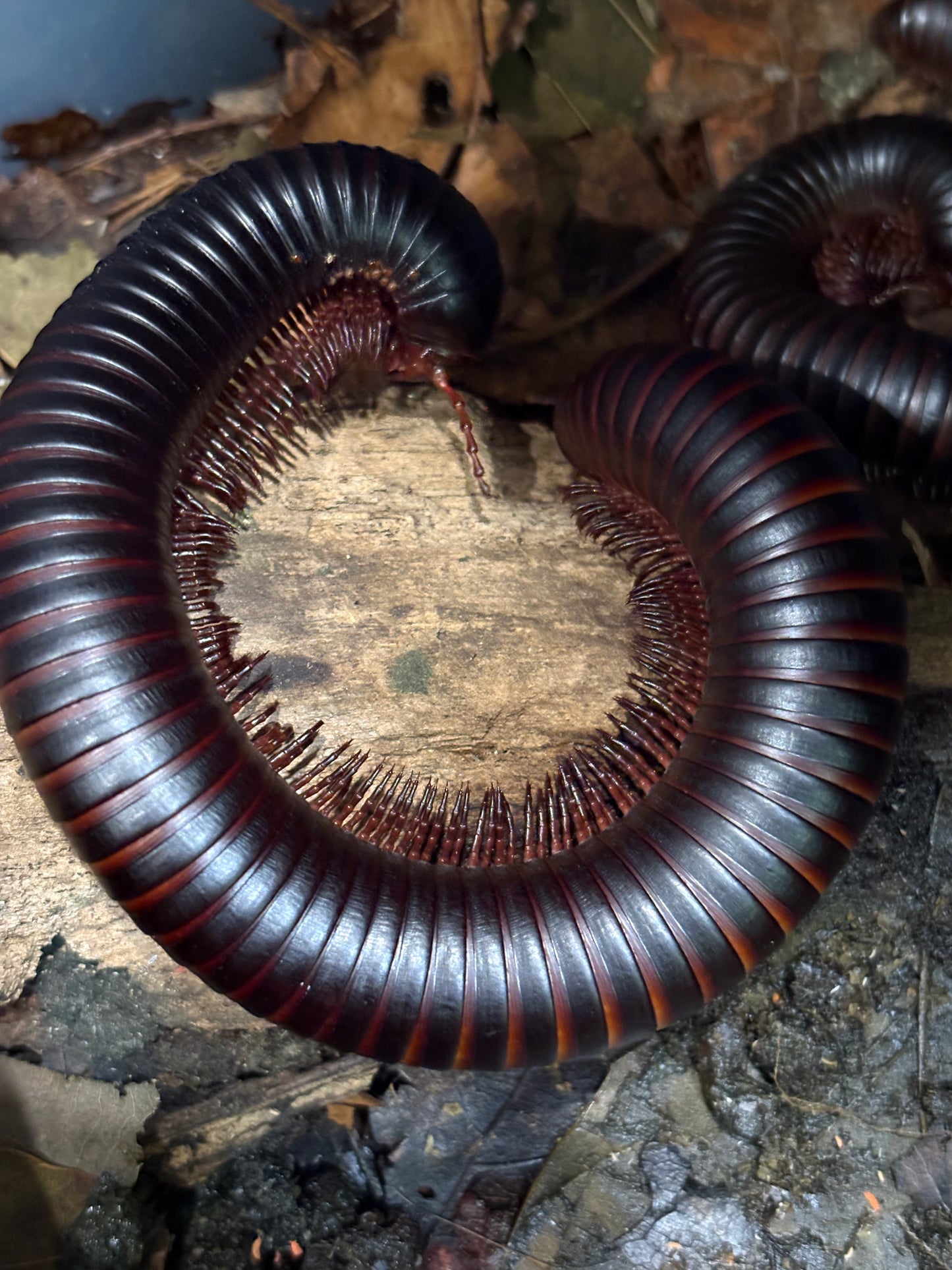 Giant African Millipedes “Archispirostreptus Gigas”