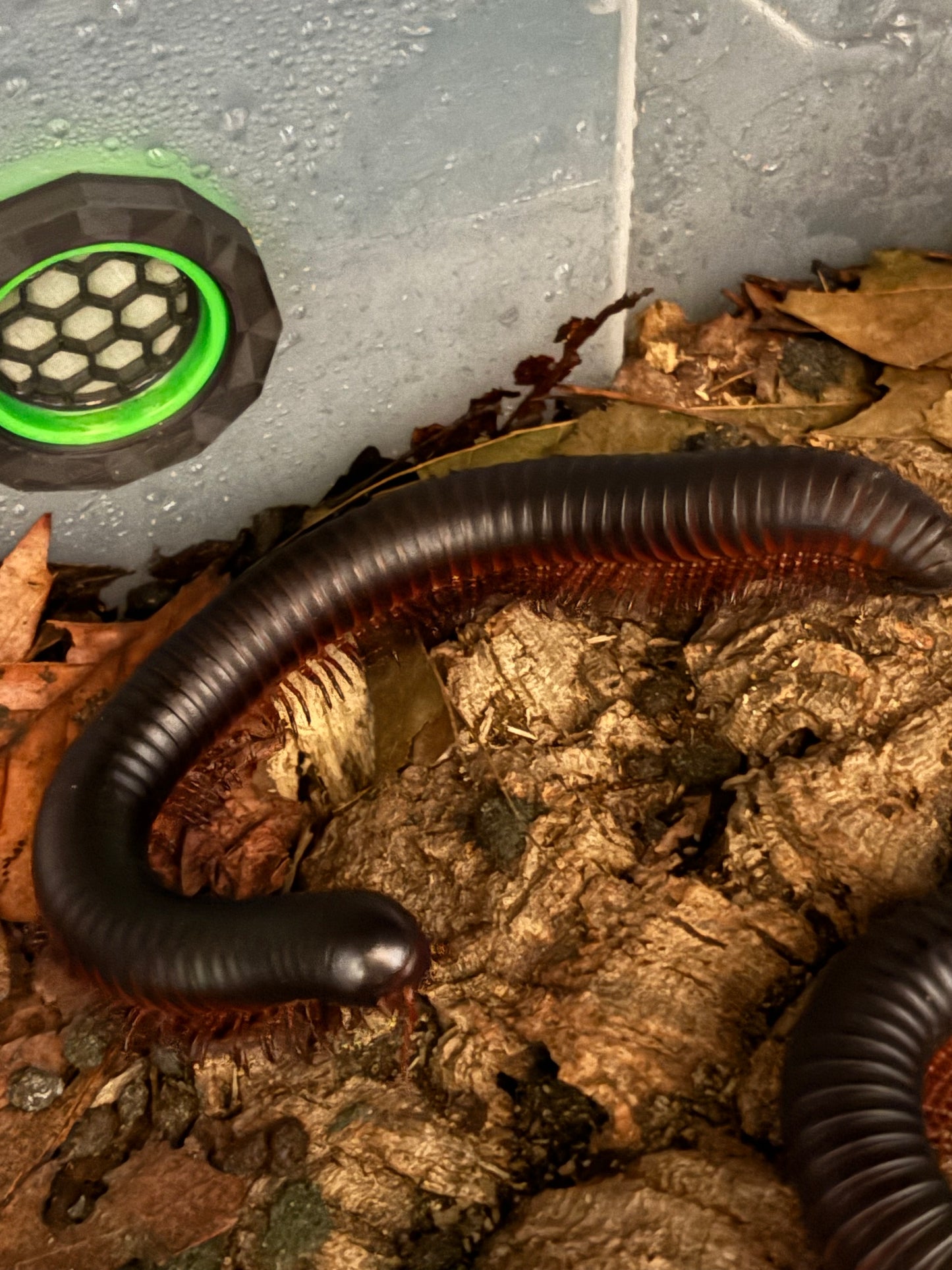Giant African Millipedes “Archispirostreptus Gigas”