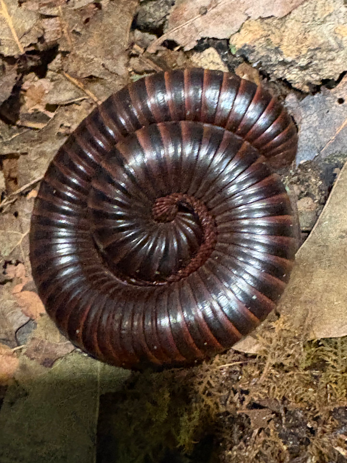 Giant African Millipedes “Archispirostreptus Gigas”