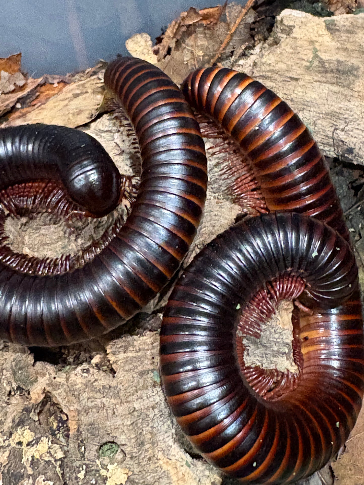 Giant African Millipedes “Archispirostreptus Gigas”
