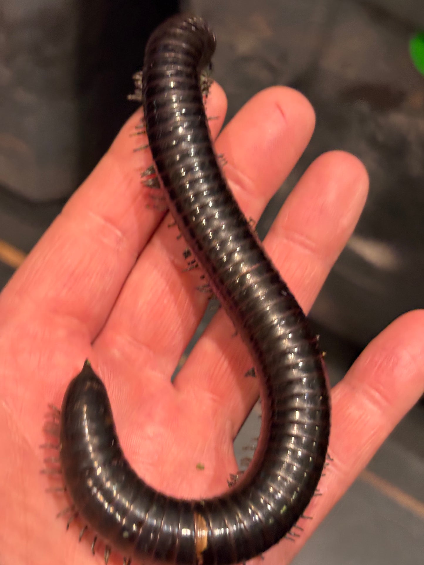 “Silver Ghost Rider” Millipedes