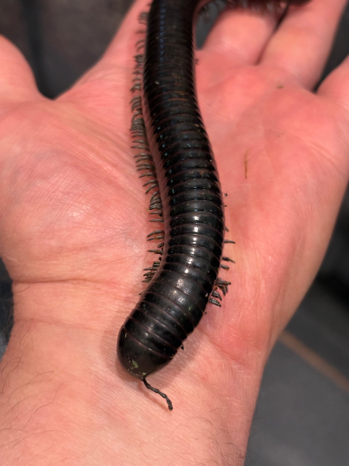 “Silver Ghost Rider” Millipedes