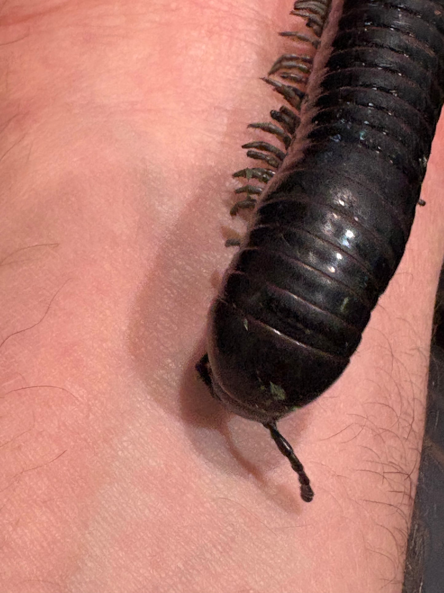 “Silver Ghost Rider” Millipedes