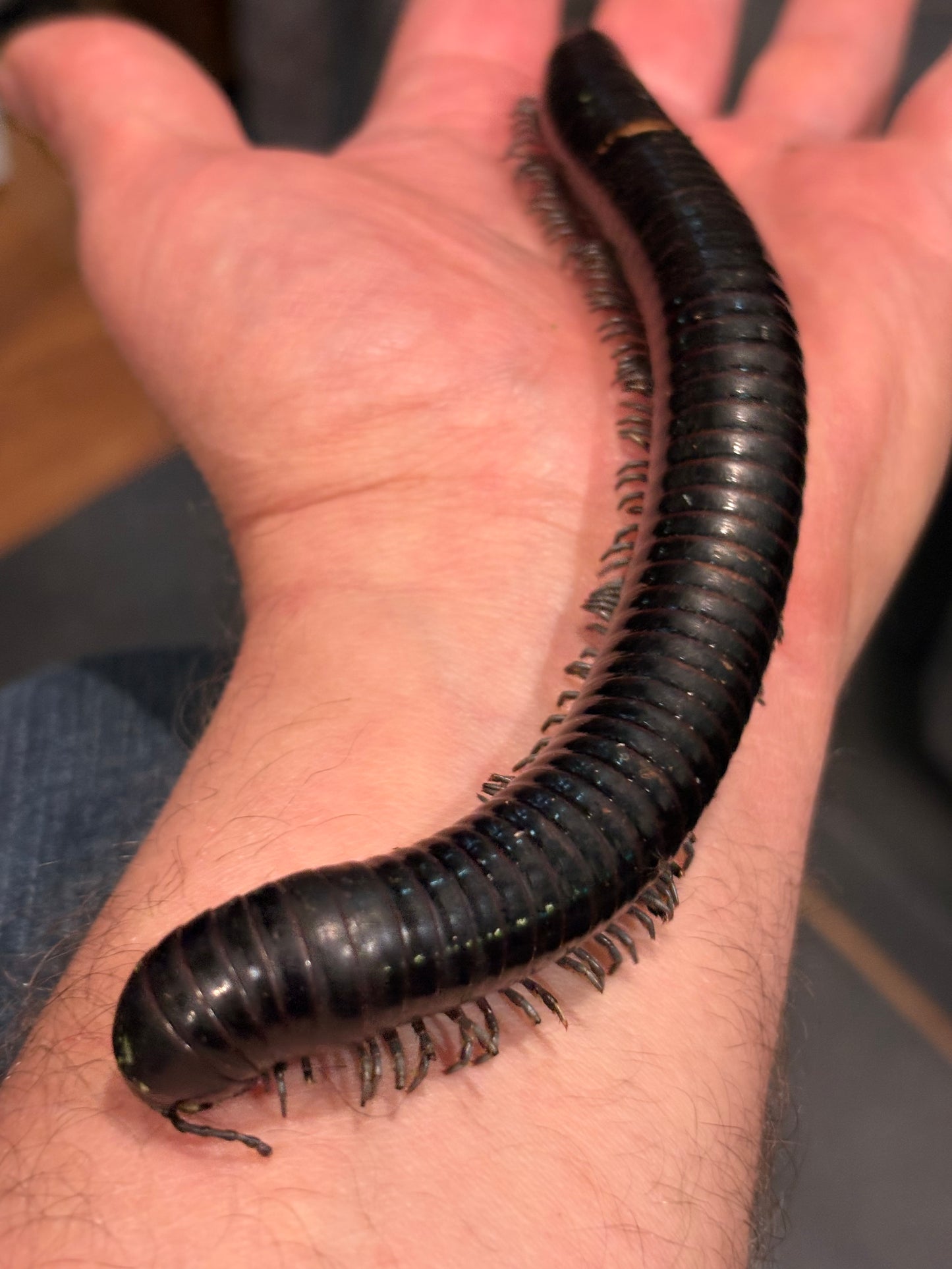 “Silver Ghost Rider” Millipedes