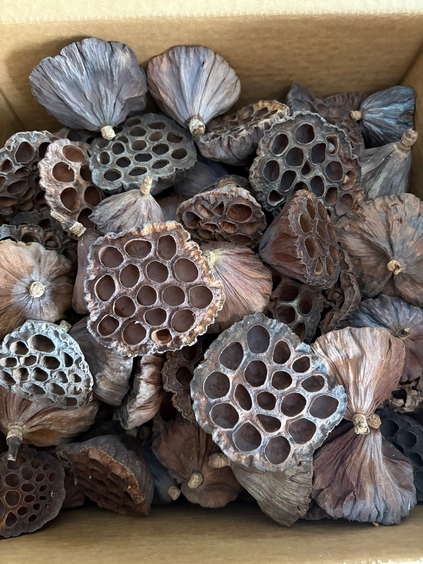 Lotus Seed Pods