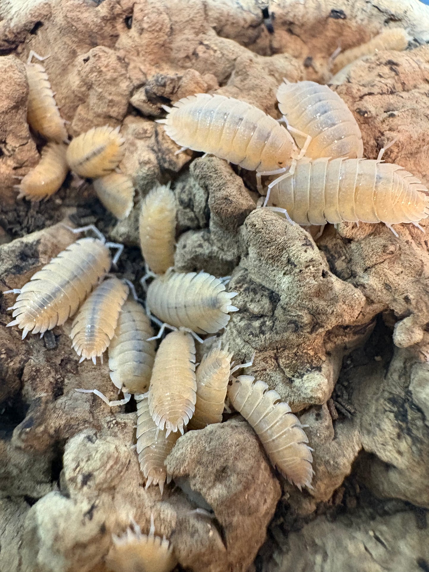 Porcellio mazaronensis