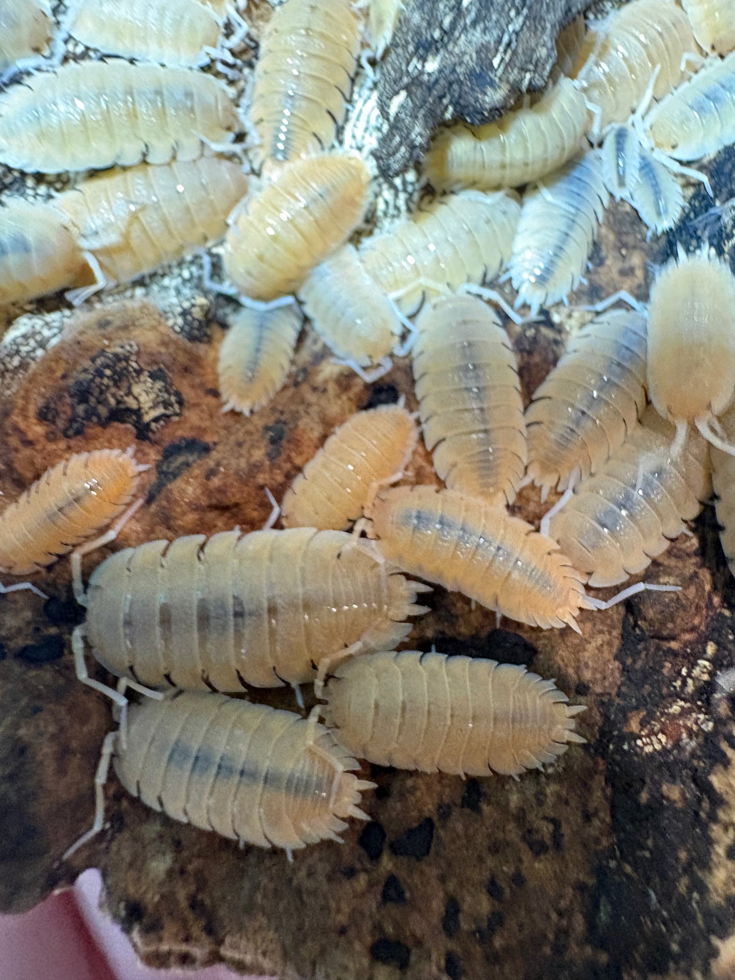 Porcellio mazaronensis