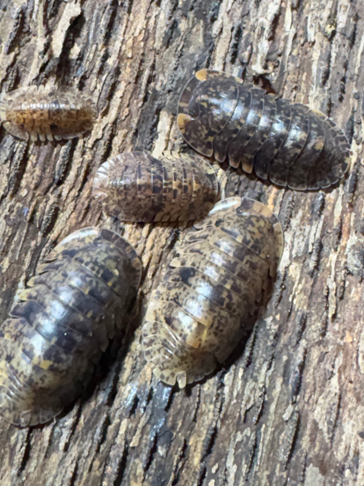 Filipinodillo sp. Bicolano Giants