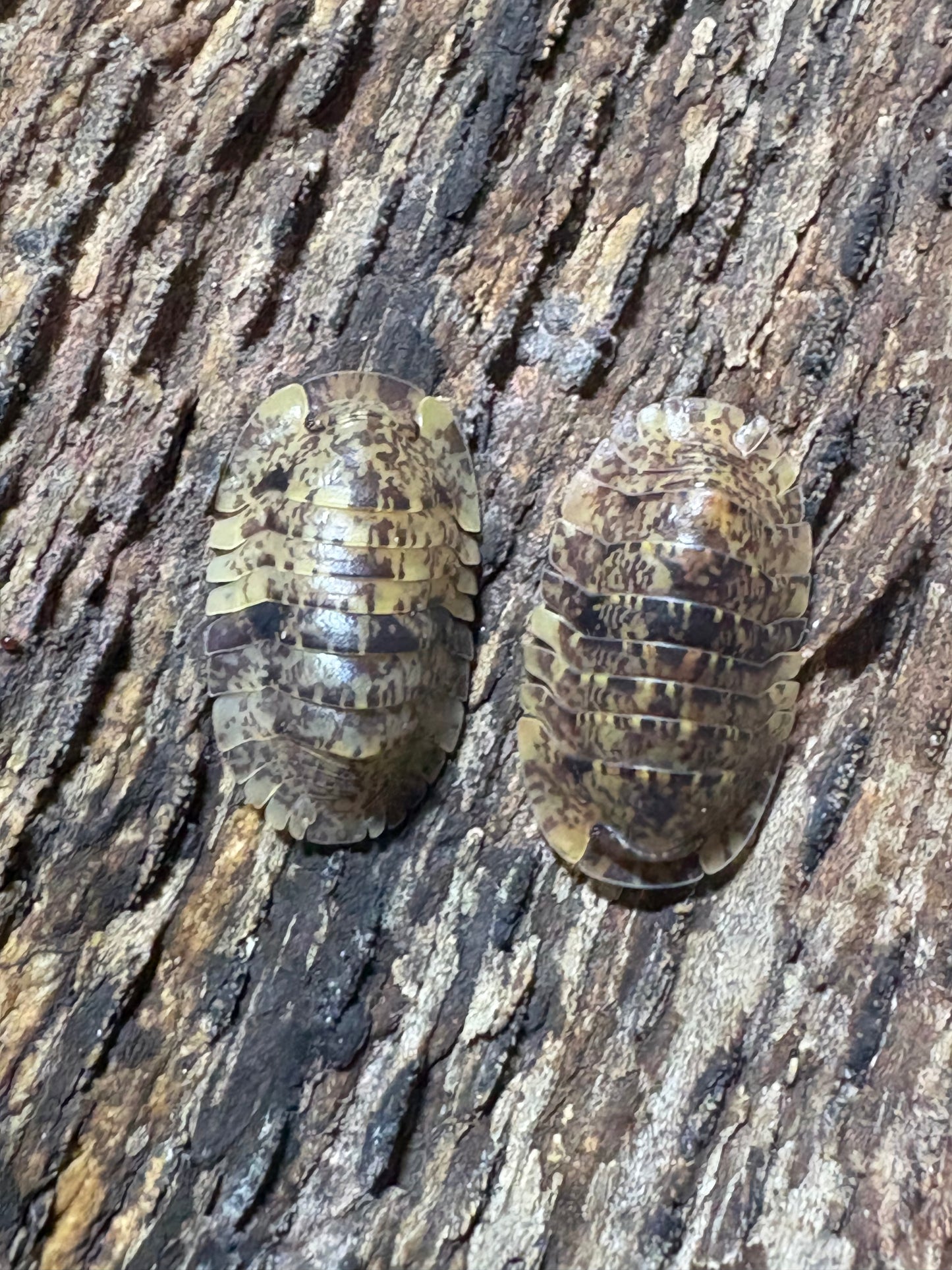 Filipinodillo sp. Bicolano Giants