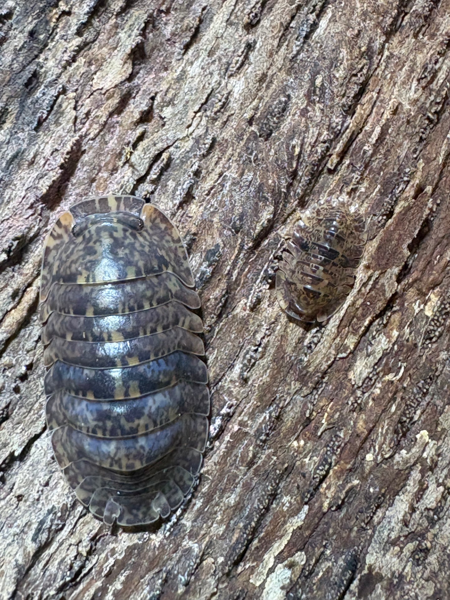 Filipinodillo sp. Bicolano Giants