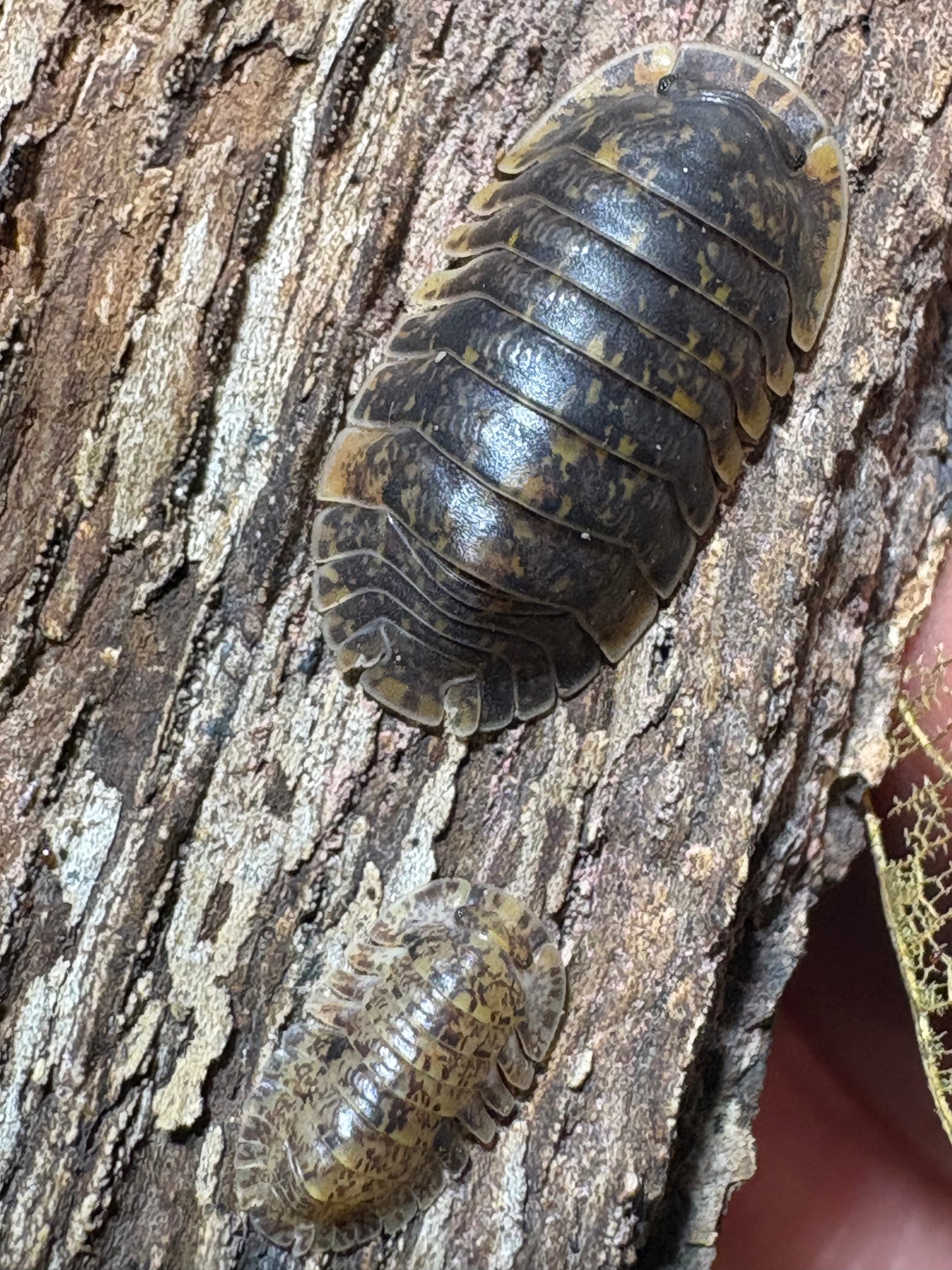 Filipinodillo sp. Bicolano Giants