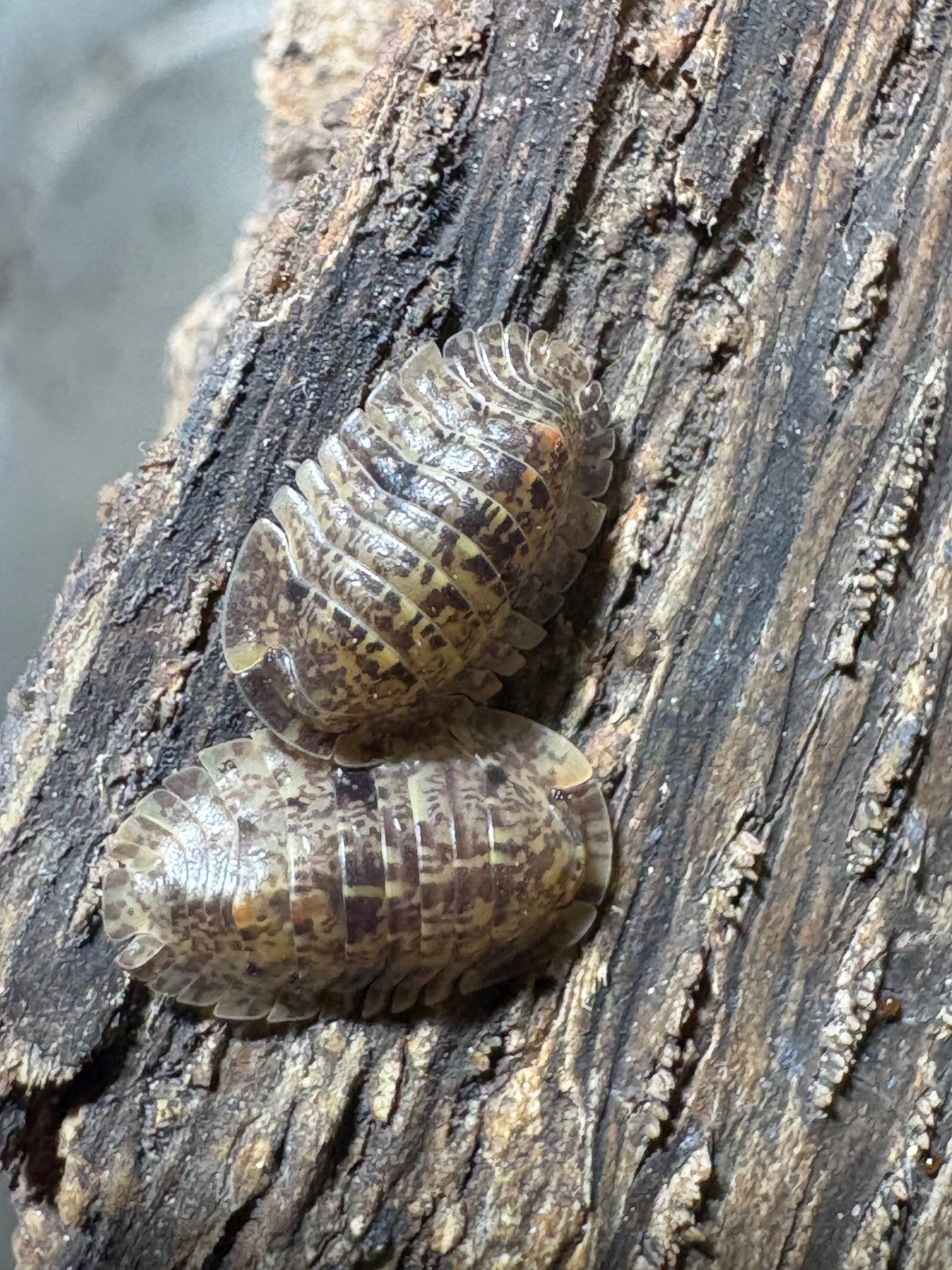 Filipinodillo sp. Bicolano Giants