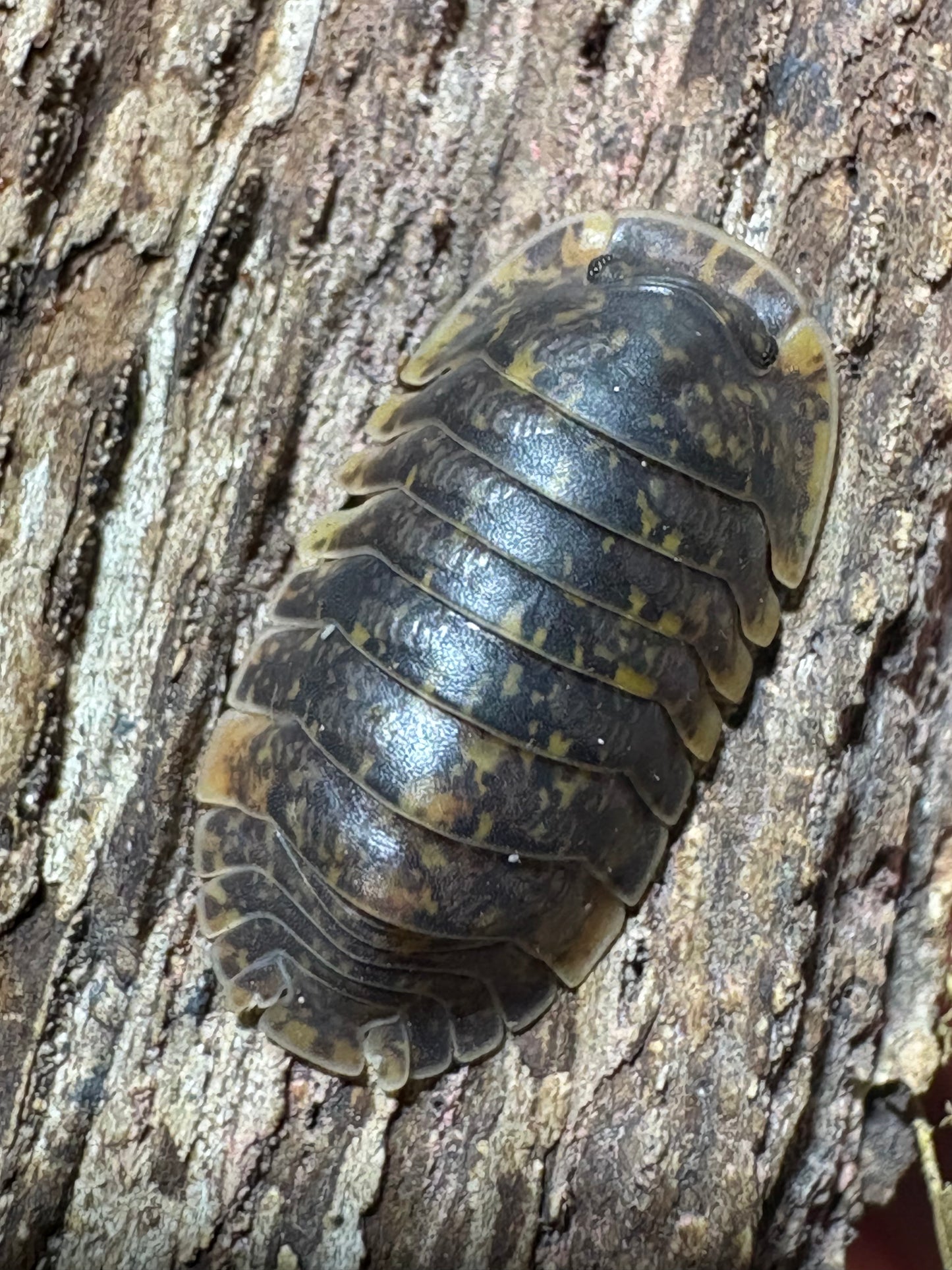 Filipinodillo sp. Bicolano Giants