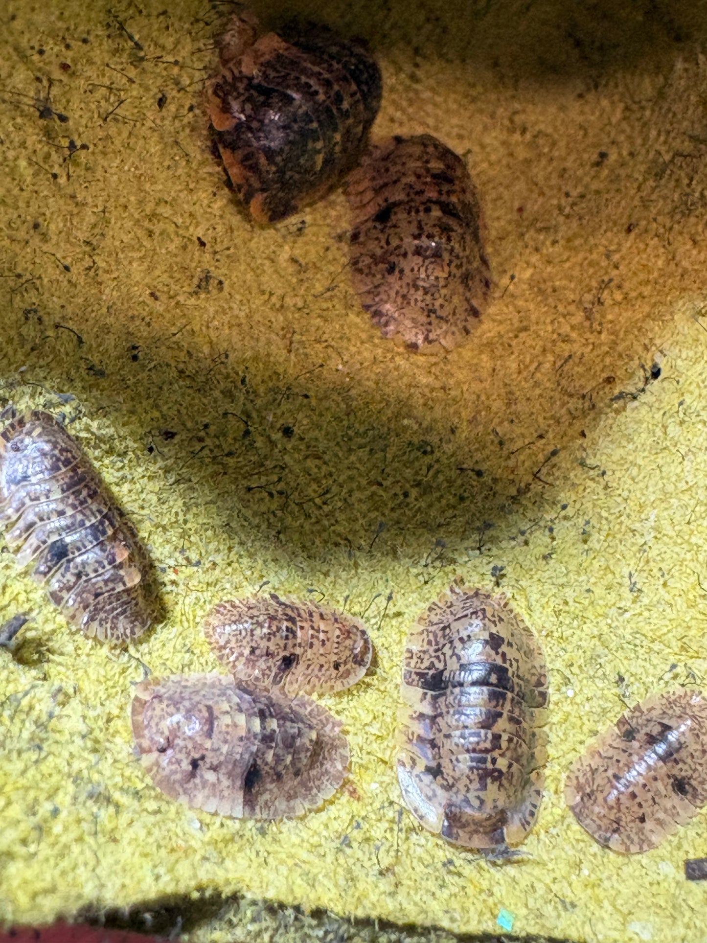 Filipinodillo sp. Bicolano Giants