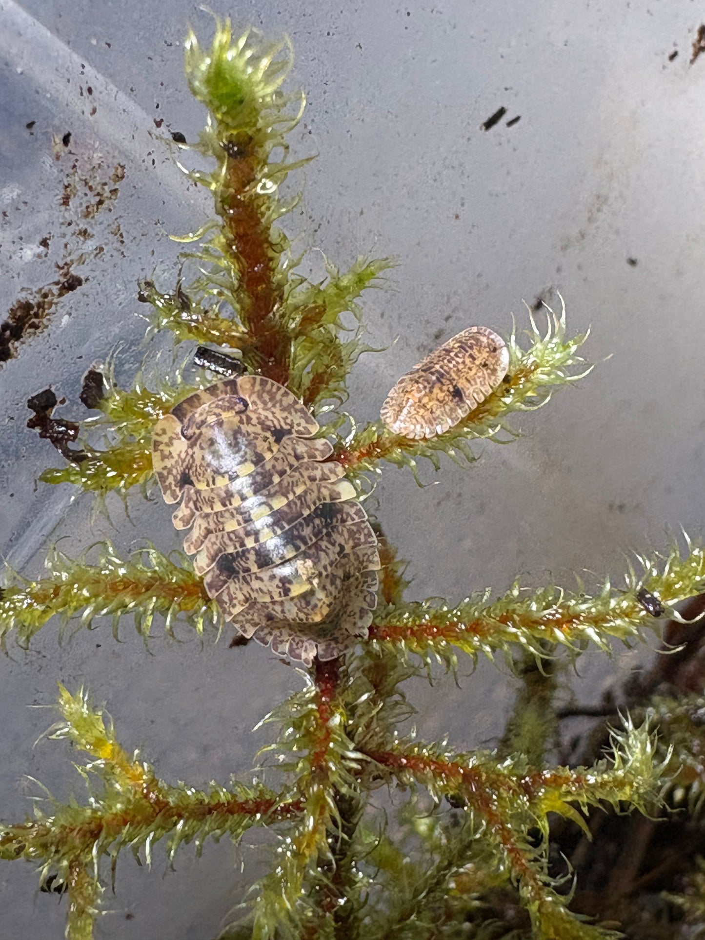 Filipinodillo sp. Bicolano Giants