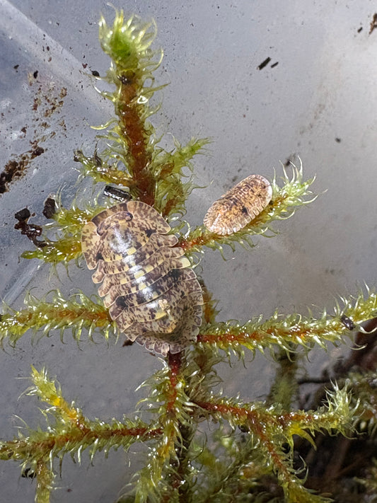 Filipinodillo sp. Bicolano Giants