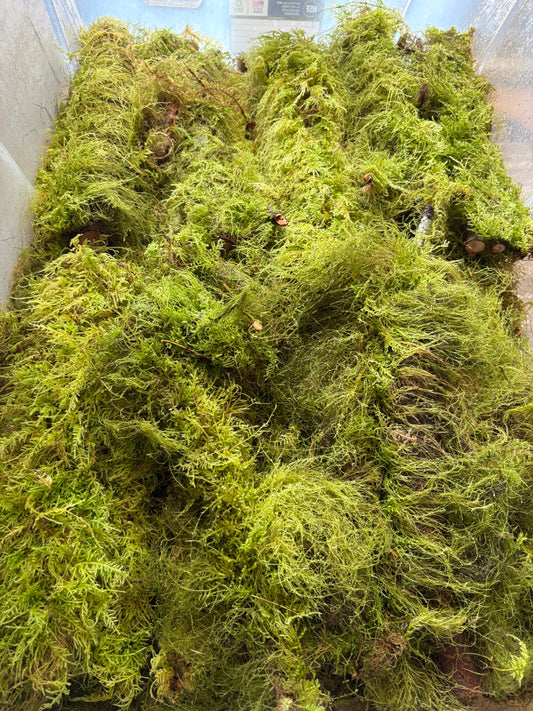 8-12” PNW Mossy sticks