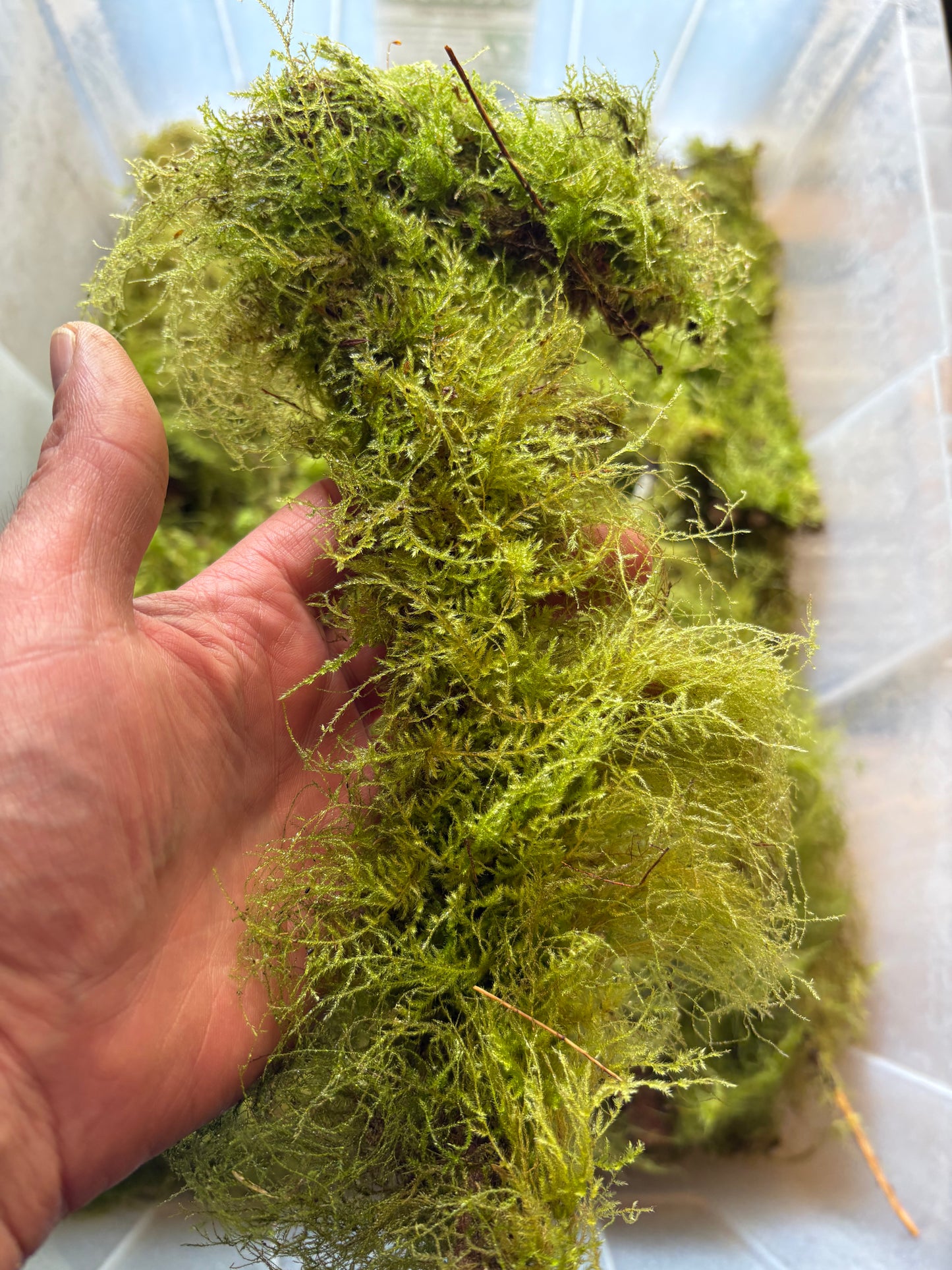 8-12” PNW Mossy sticks