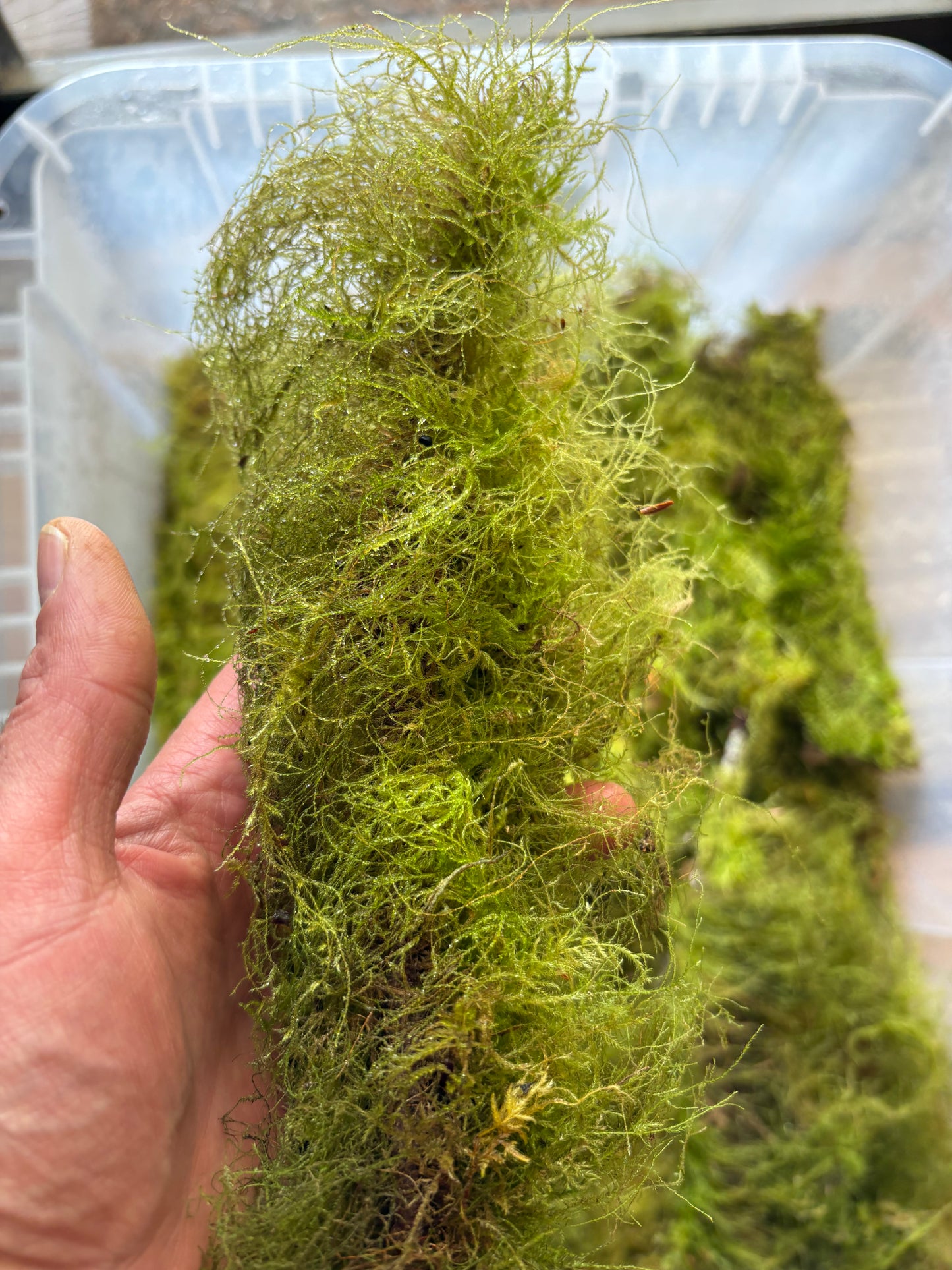 8-12” PNW Mossy sticks