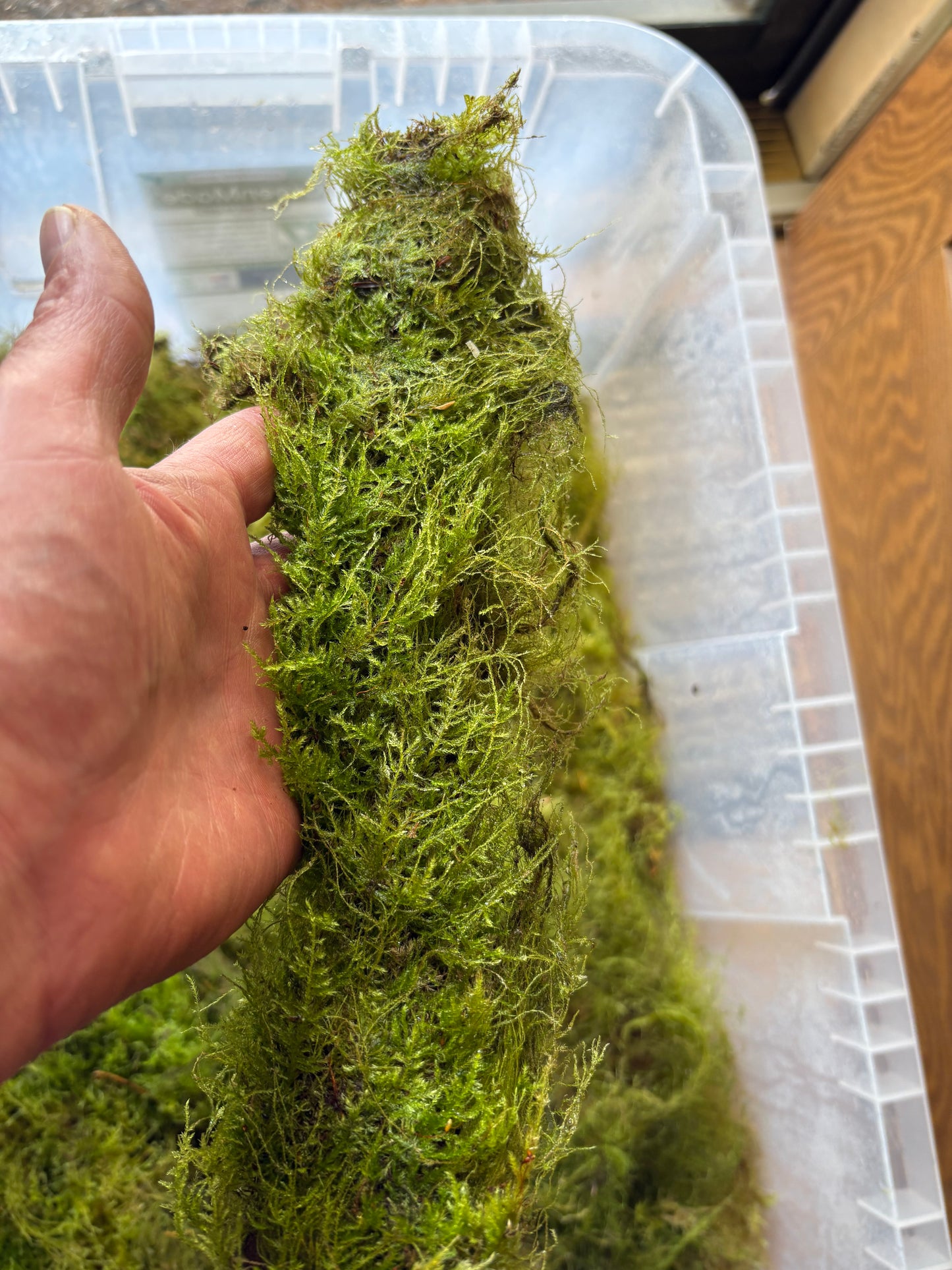 8-12” PNW Mossy sticks