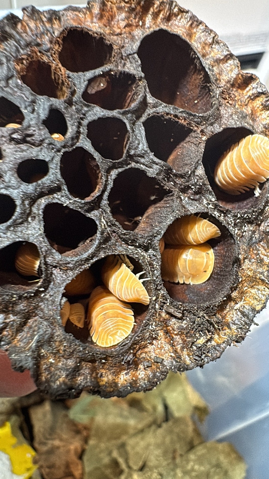 Cubaris sp. Crabby