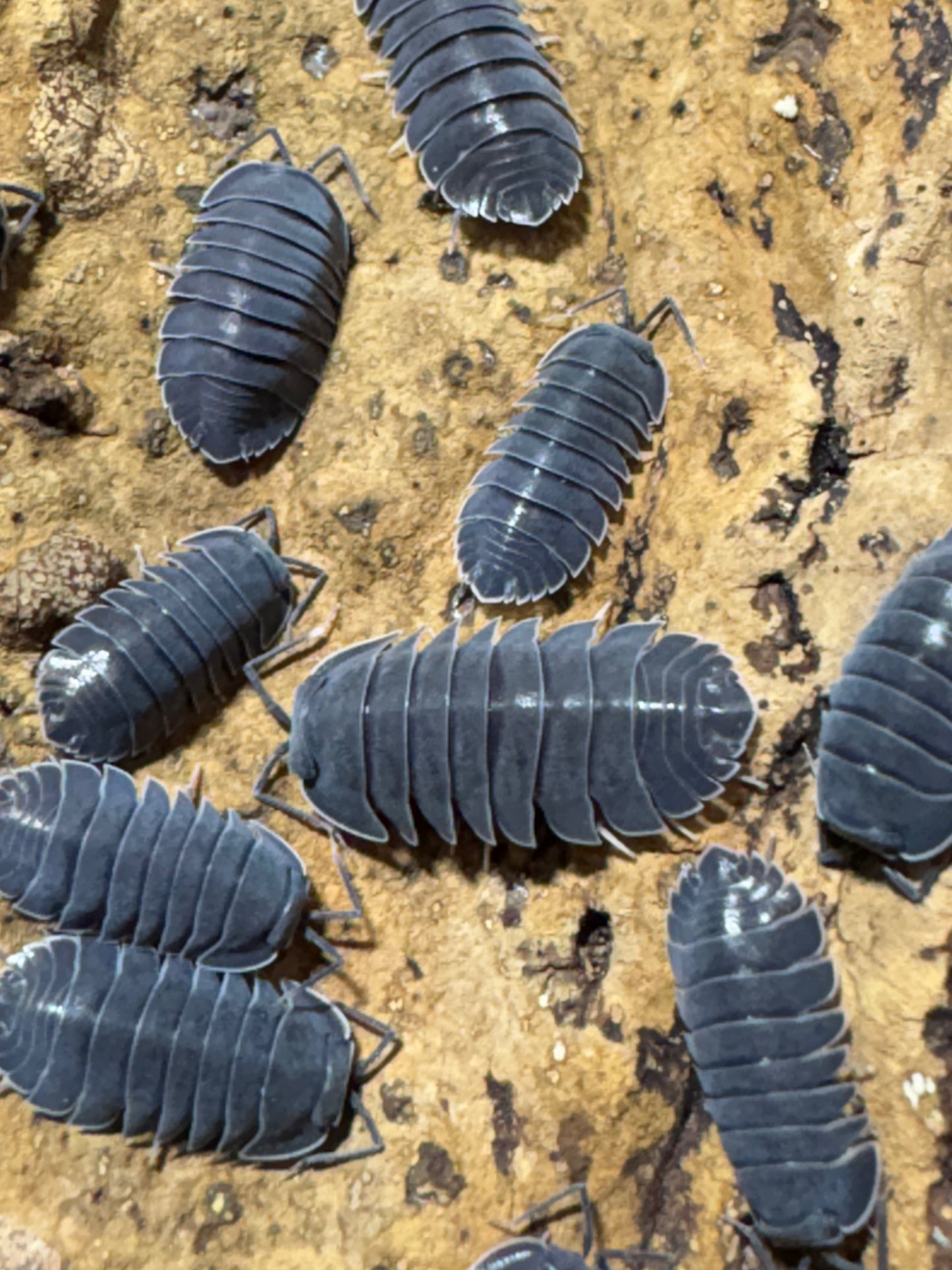 Ardentiella sp. Black hole