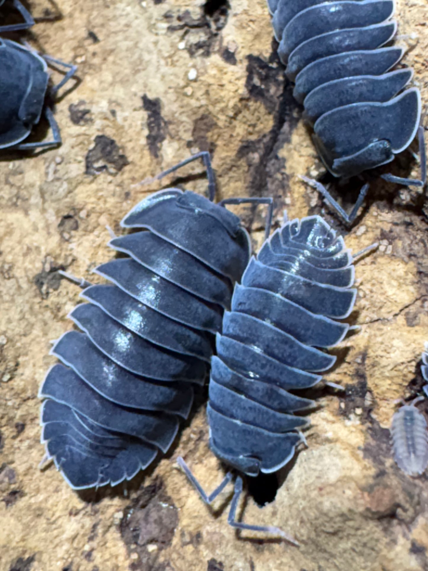 Ardentiella sp. Black hole