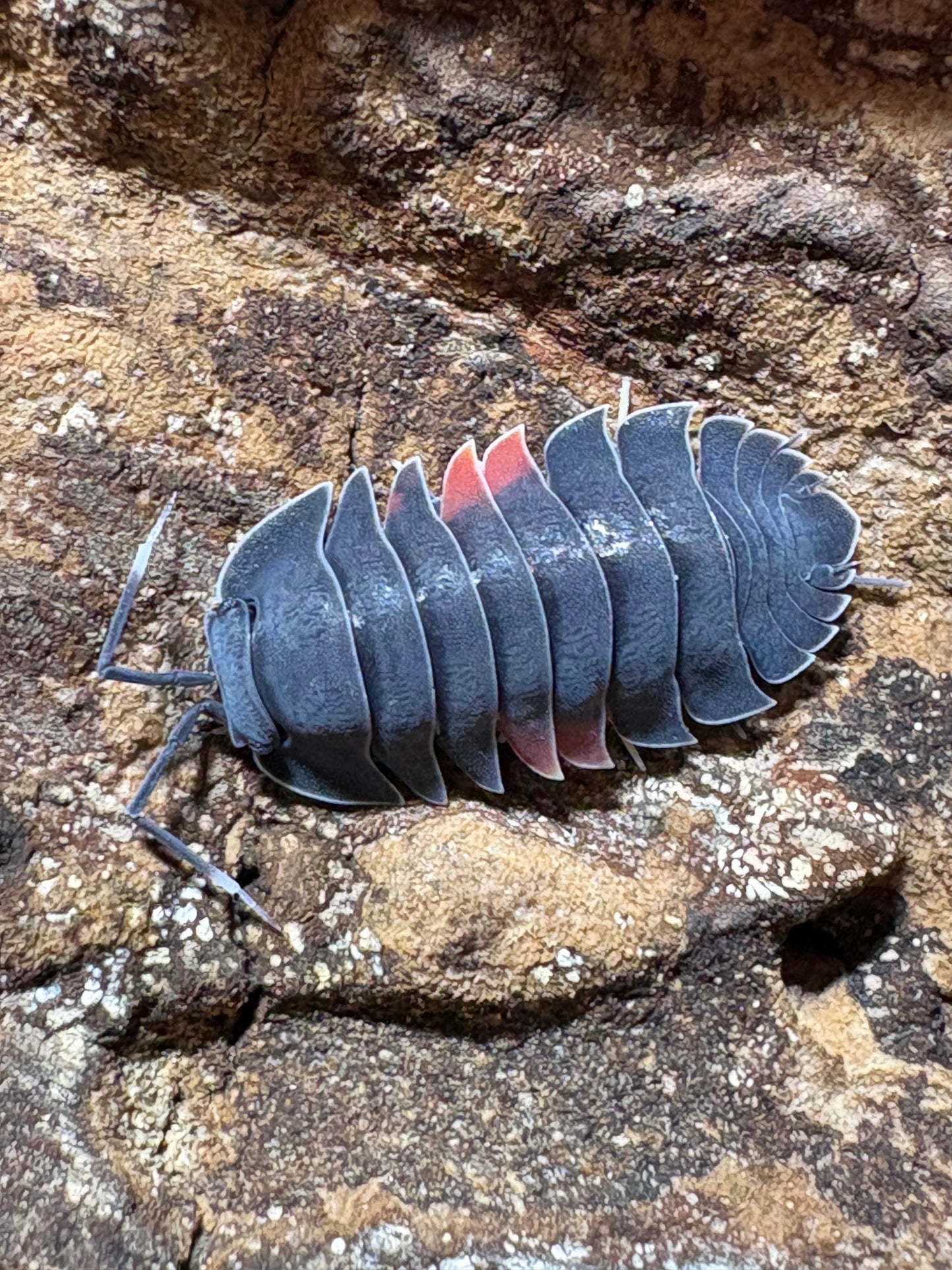 Ardentiella sp. Firewing