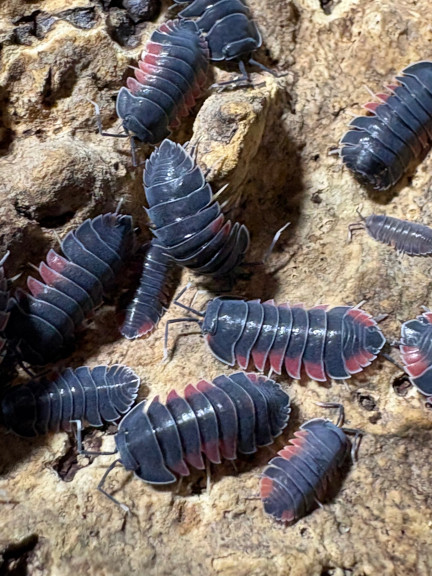 Ardentiella sp. Firewing
