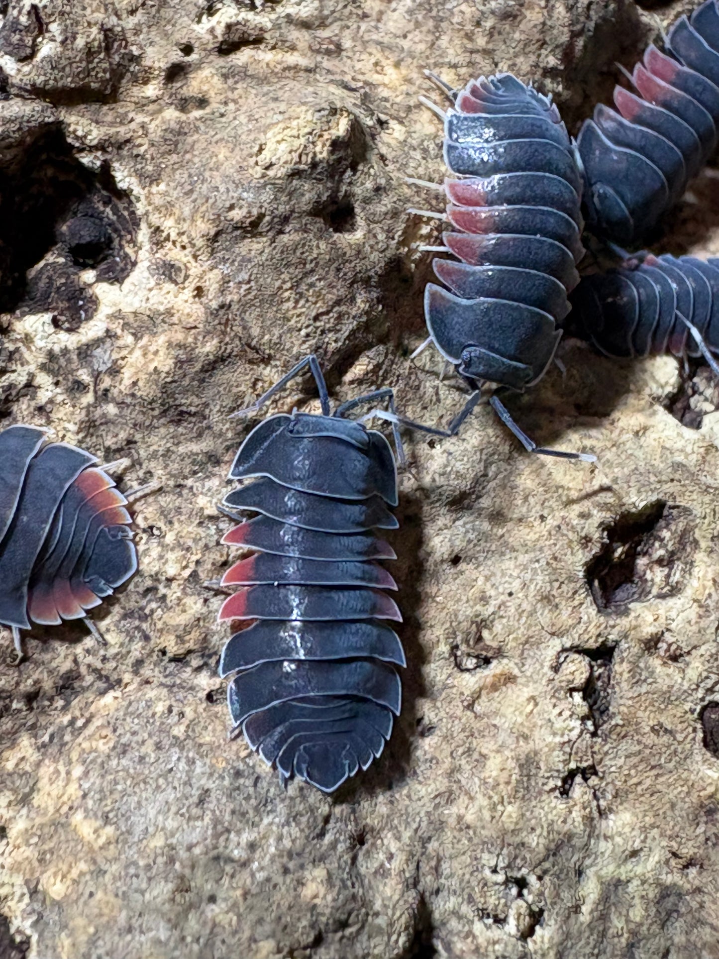 Ardentiella sp. Firewing