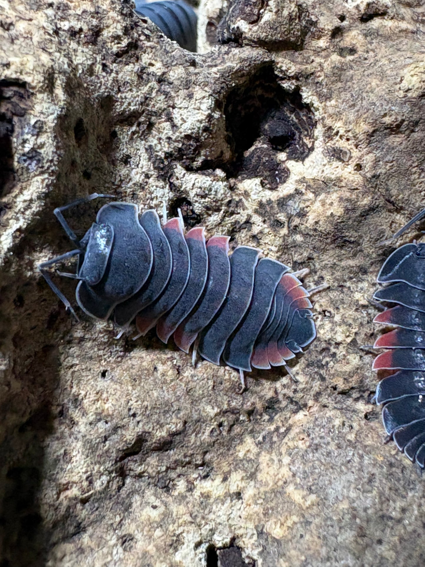 Ardentiella sp. Firewing